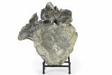 Fossil Sauropod (Camarasaurus) Caudal Vertebra - Wyoming #322933-1
